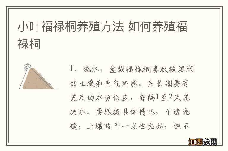 小叶福禄桐养殖方法 如何养殖福禄桐