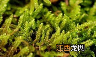 小灰藓的养殖方法 灰藓的养殖方法