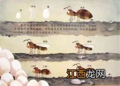 狐狸冬眠还是不冬眠