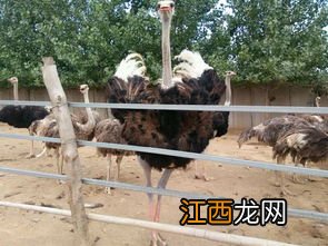 鸵鸟可以长多大