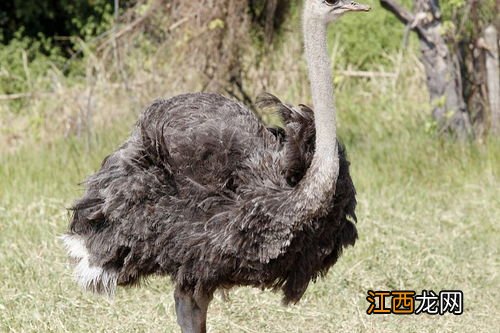 鸵鸟可以长多大