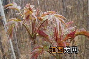 香椿一年可以采几次