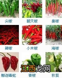 尖椒和杭椒区别