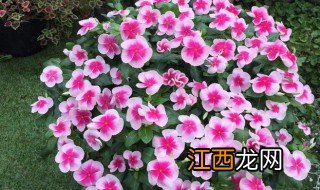 长春花养殖方法 长春花养殖的技巧