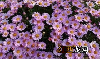 玛格丽特扦插方法 怎么杆插玛格丽特呢