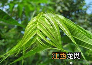 香椿发芽温度