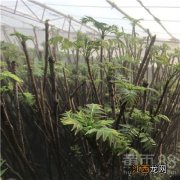 香椿可以水培种植吗