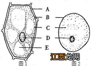 洋葱表皮细胞有叶绿体吗