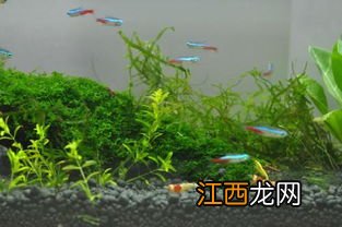 洋葱螺吃水草吗