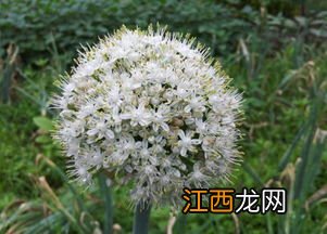 洋葱会开花吗