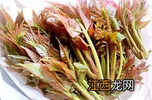 香椿需要焯水吗