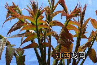 香椿北方能种植吗