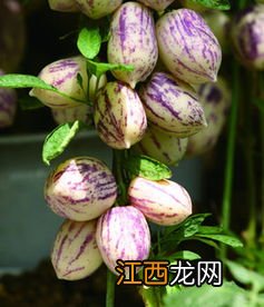 人参果开花不结果是什么原因