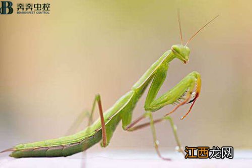 10月份还有螳螂吗 10月螳螂还会有吗