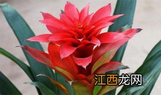 凤梨花养殖方法 凤梨花怎么养