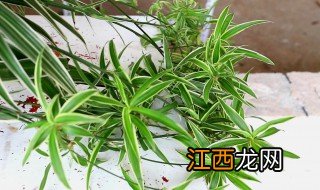 吊兰花养殖方法 吊兰花怎么养