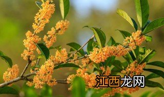 桂花的养殖与管理方法 桂花如何养殖方法