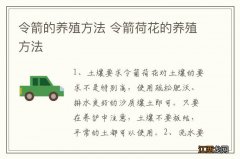 令箭的养殖方法 令箭荷花的养殖方法