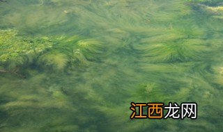 水产养殖蓝藻处理方法 水产养殖蓝藻怎么处理比较好