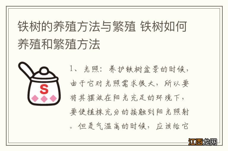 铁树的养殖方法与繁殖 铁树如何养殖和繁殖方法