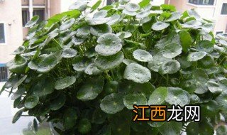 桐钱草的养殖方法 铜钱草怎么养