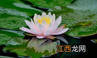 碗莲怎么养殖方法 碗莲的种植方法