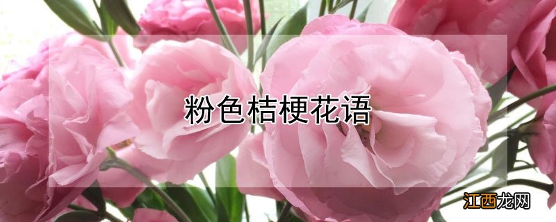 粉色桔梗花语