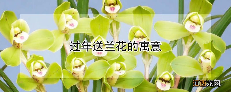 过年送兰花的寓意