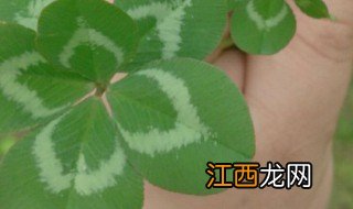 幸运草的养殖方法 幸运草怎么养