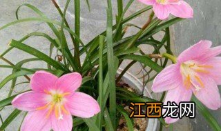 韭菜兰的养殖方法 韭菜兰花的养殖方法