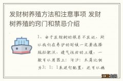 发财树养殖方法和注意事项 发财树养殖的窍门和禁忌介绍