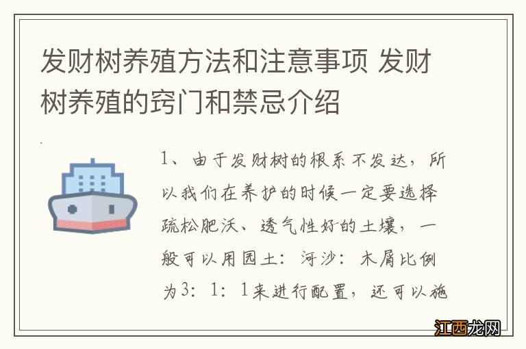 发财树养殖方法和注意事项 发财树养殖的窍门和禁忌介绍