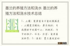 墨兰的养殖方法和浇水 墨兰的养殖方法和浇水技术总结