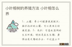 小叶榕树的养殖方法 小叶榕怎么养