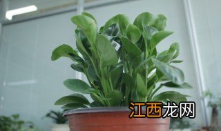 绿植碧玉的养殖方法 如何养殖碧玉