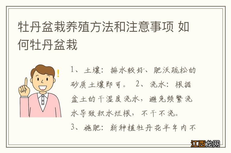 牡丹盆栽养殖方法和注意事项 如何牡丹盆栽