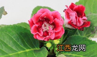 大桐岩花的养殖方法 如何养殖大桐岩花