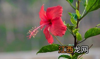 扶桑花的养殖方法繁殖 怎么养扶桑花