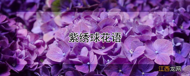 紫绣球花语