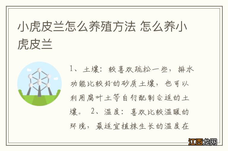 小虎皮兰怎么养殖方法 怎么养小虎皮兰