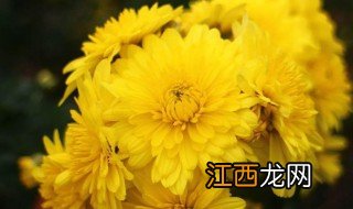 乒乓球花菊花养殖方法 怎么养乒乓球菊花