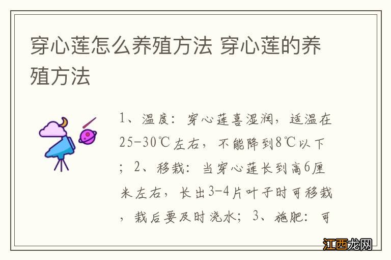 穿心莲怎么养殖方法 穿心莲的养殖方法