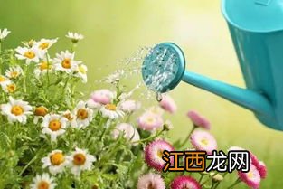 自制浇花肥料水 这样浇花花更艳