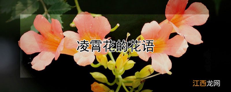 凌霄花的花语