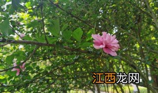 木槿养殖方法 怎么养殖木槿