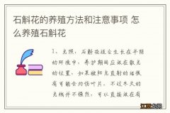 石斛花的养殖方法和注意事项 怎么养殖石斛花