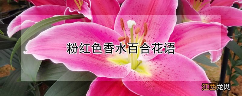粉红色香水百合花语