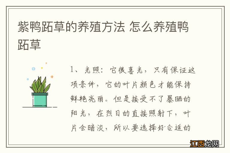 紫鸭跖草的养殖方法 怎么养殖鸭跖草