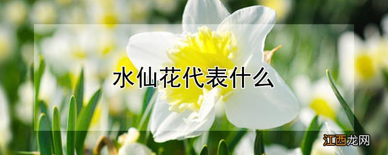 水仙花代表什么