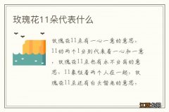 玫瑰花11朵代表什么